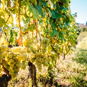 Chardonnay – eine weltweit verbreitete Weissweinsorte mit grossem Potenzial Weibel Weine | Chardonnay